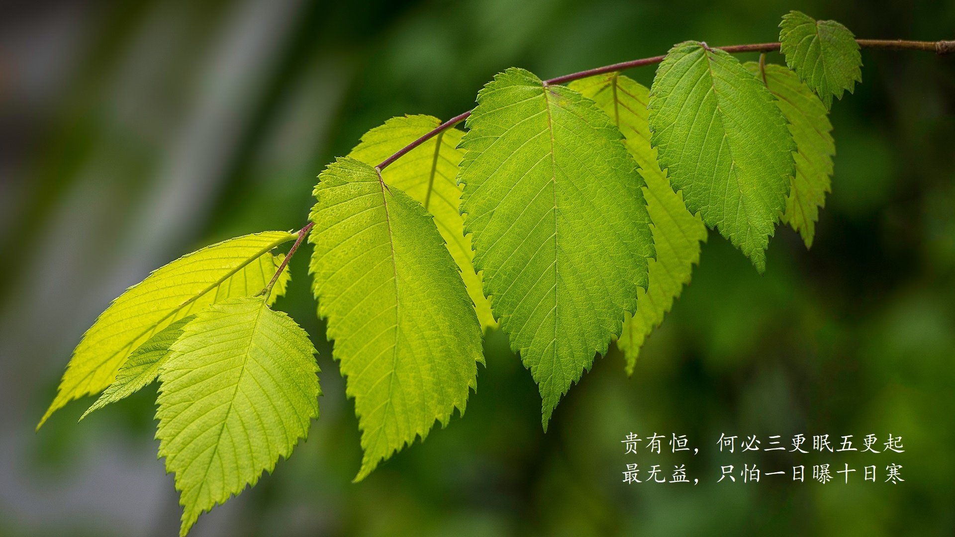 篮球运动员专项体能训练技术创新及实际应用分析，篮球运动员体能训练计划