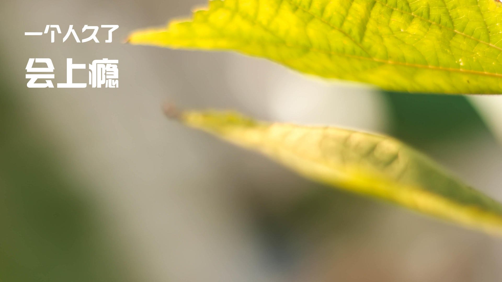 “32强俱乐部世界杯开幕:全新模式引全球注目”