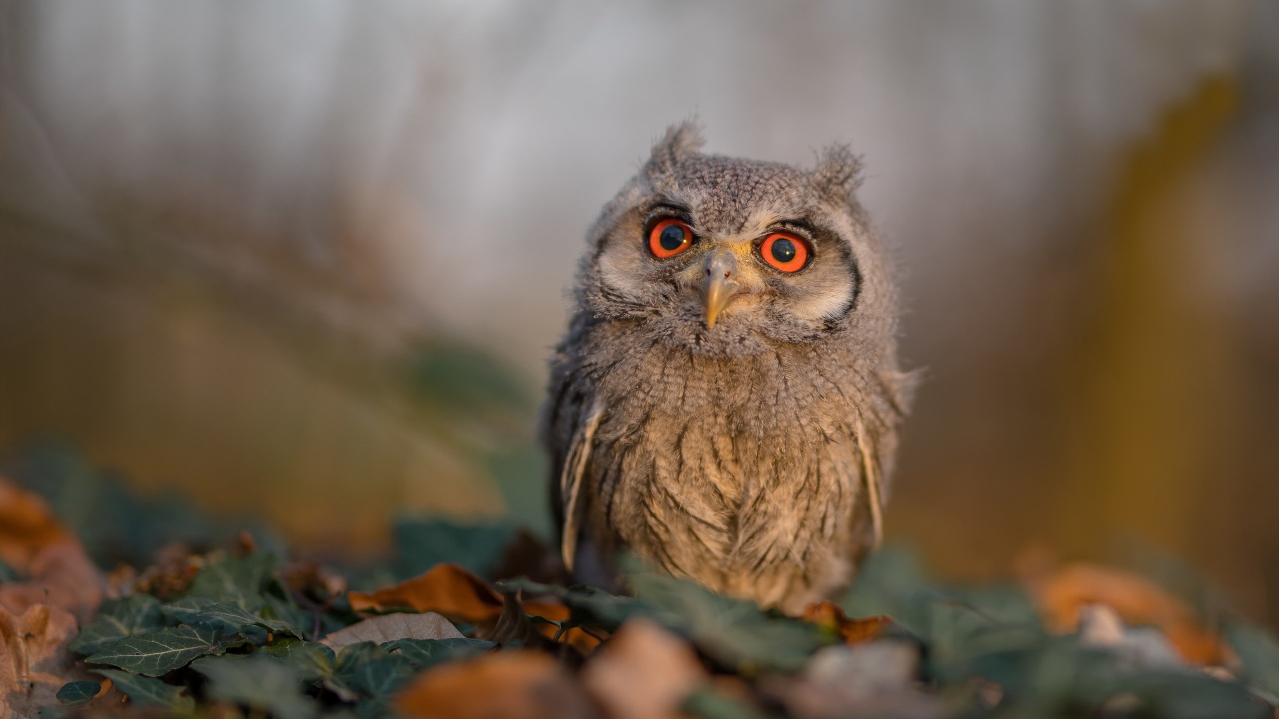 体育新闻中心体育教育现状，2020年体育教育的新闻