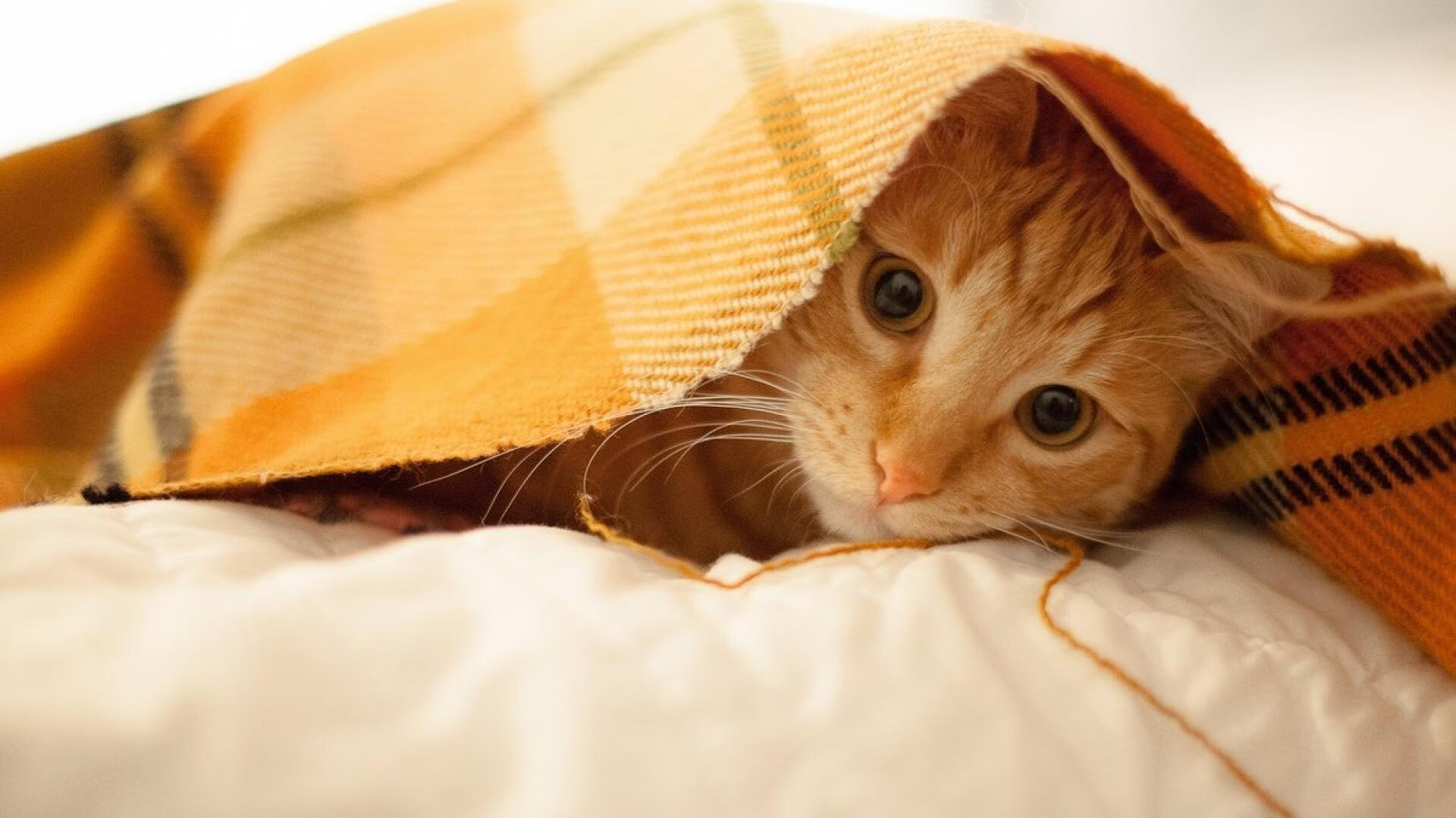 AYX GAMING-公牛官宣老将将担任球员发展顾问，公牛成员名单