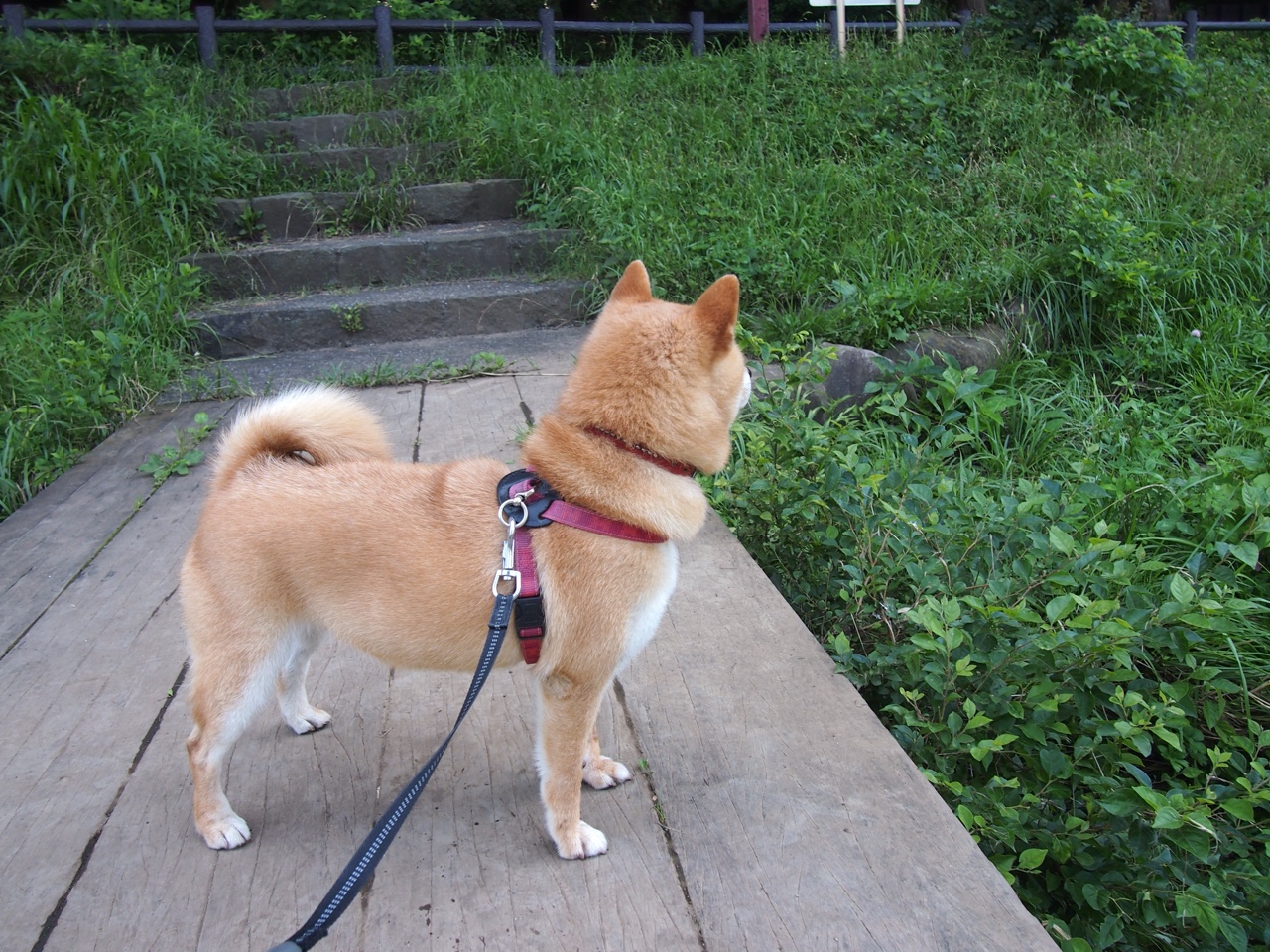 国家队后防组合尝试新搭配提升防守稳定性，后防是什么