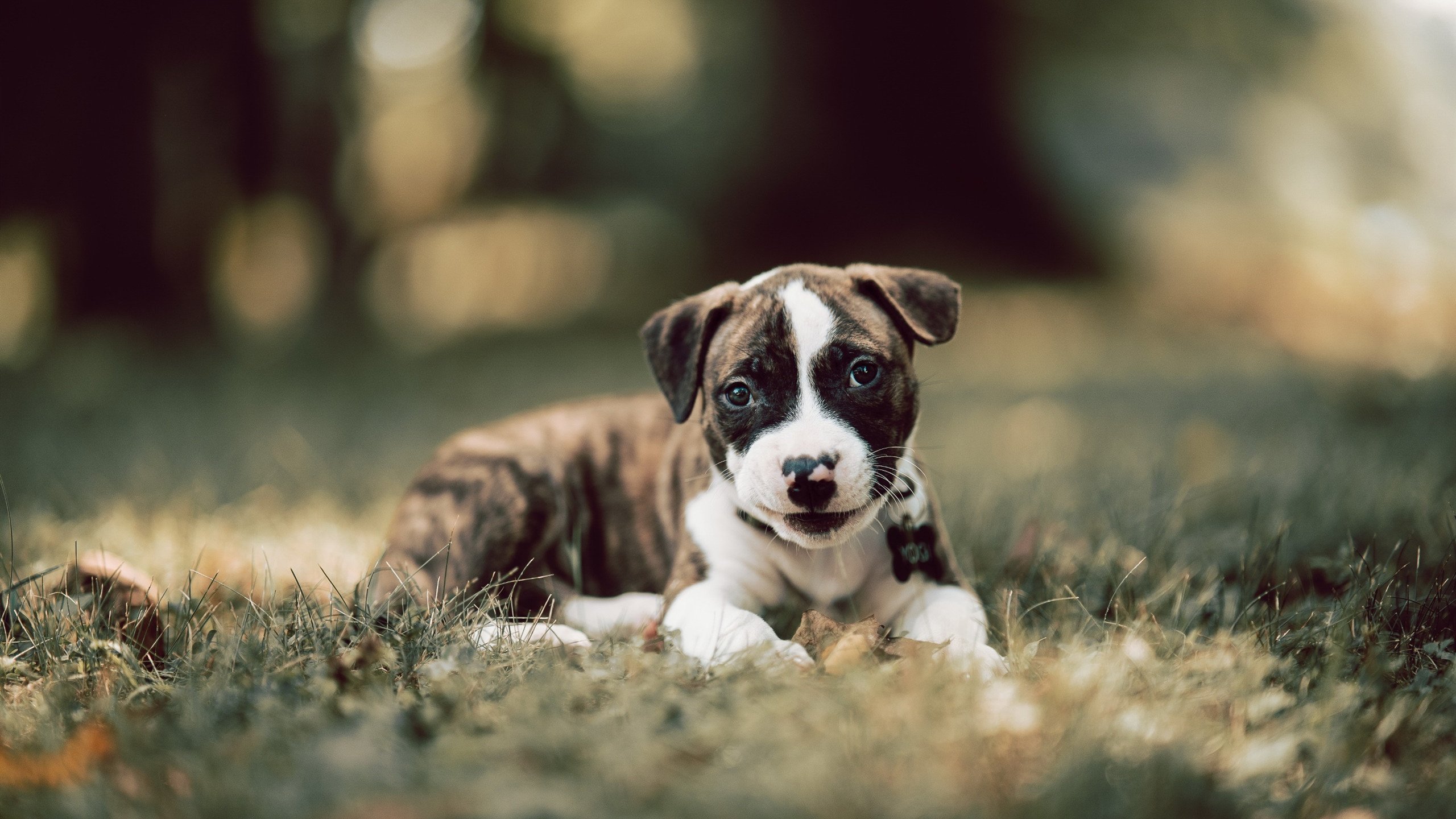 爱游戏在线登录入口-女篮阵容调整引热议，联赛选材成焦点，女篮 阵容
