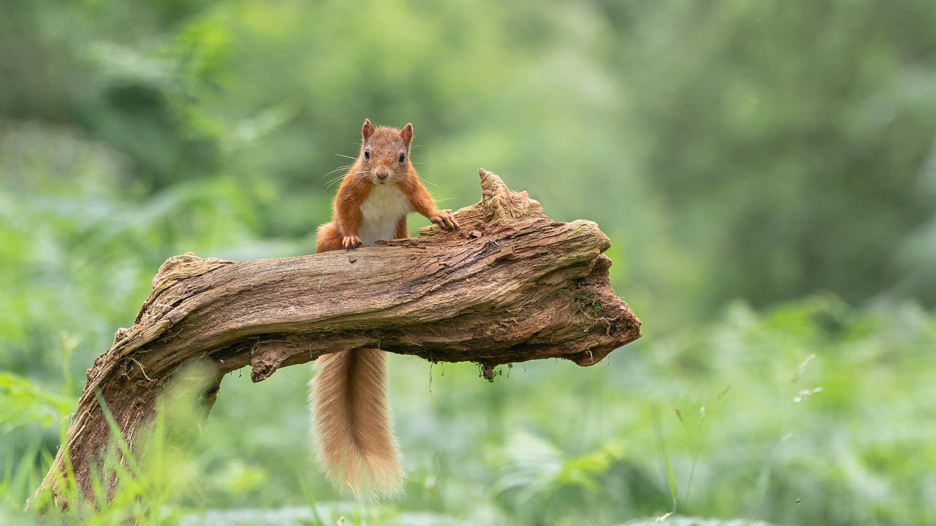 库里与球迷合影耐心十足获点赞,库里跟谁组合