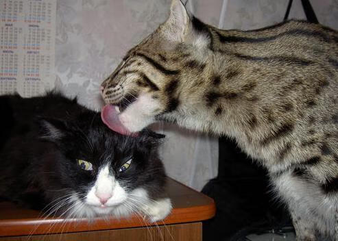 爱游戏官方网站-普费夫决赛表现助力队伍刷新纪录，普费泽尔