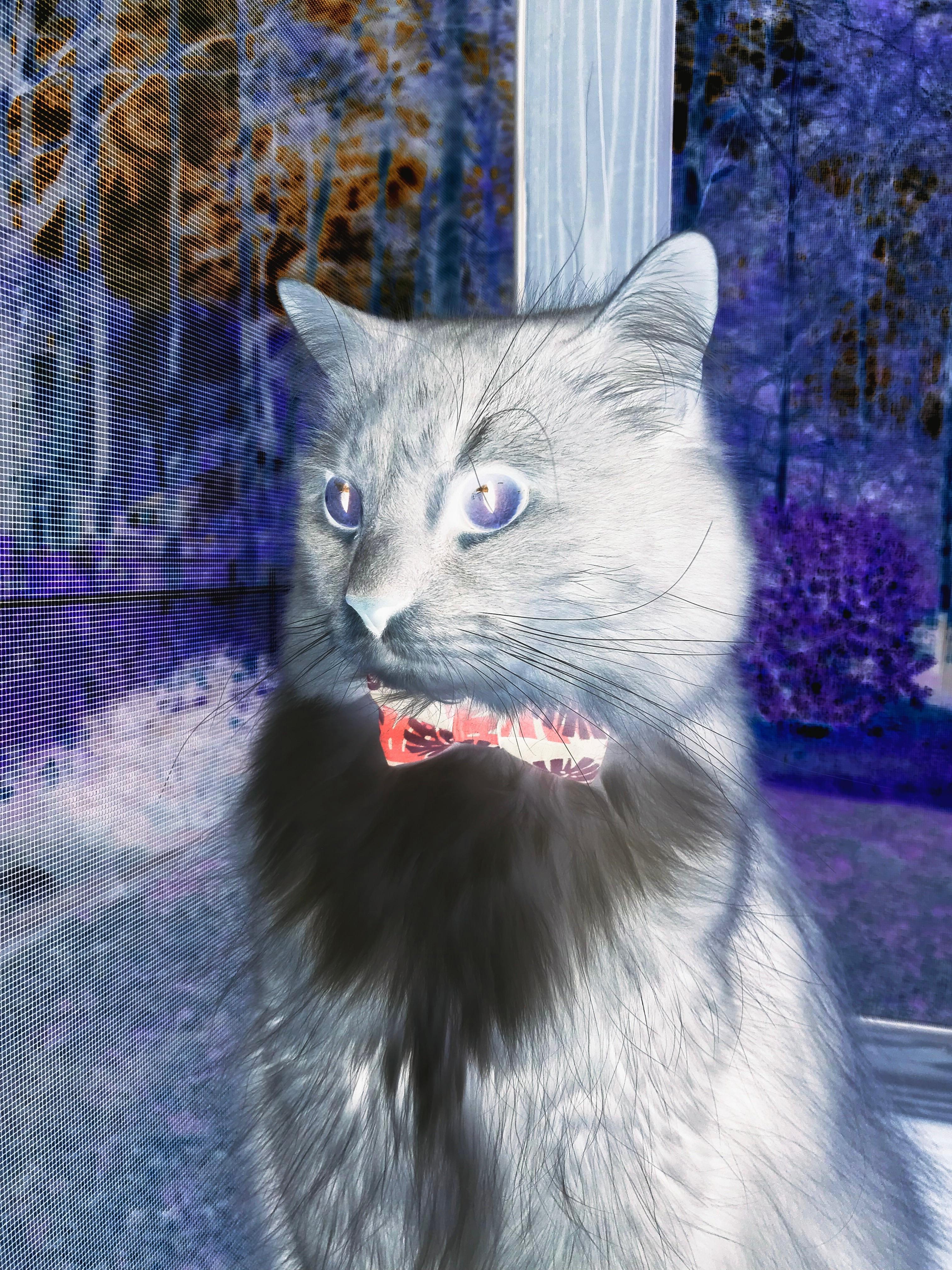 欧洲杯决战高潮：策略、突破、奇迹！，欧洲杯争议一幕