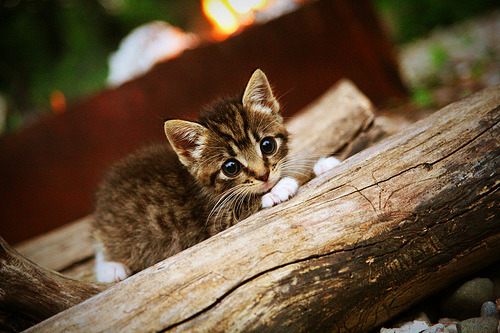 葡萄牙球迷期待C罗在国家队再创辉煌