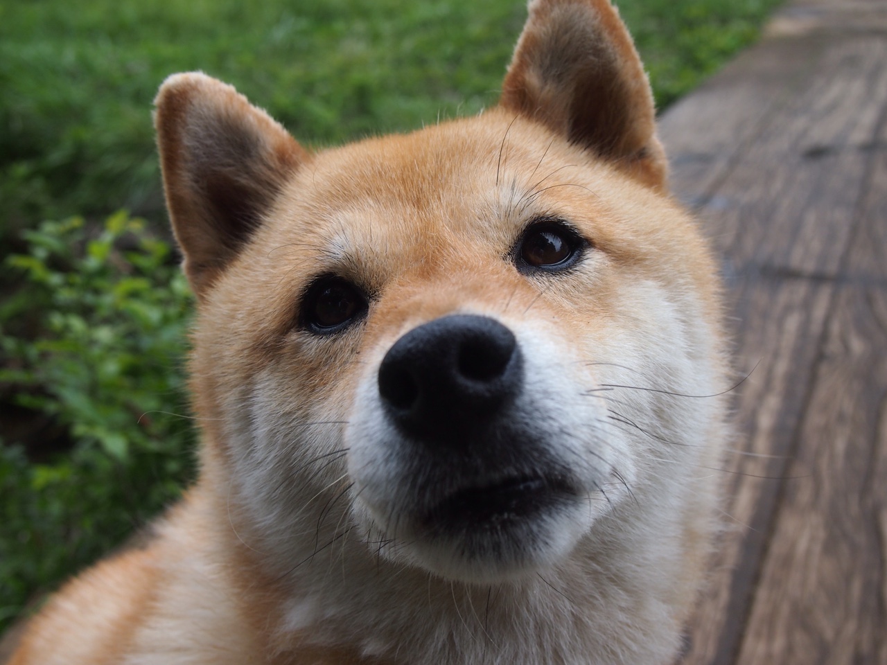 AYX GAMING-蛙泳强项比利时女队进入决赛，女子蛙泳世界冠军